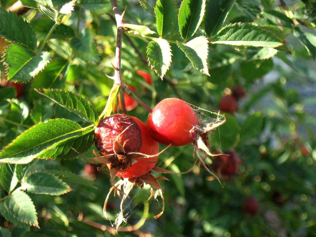 ... ����� Natali  ��������� �� PhotoGeek.ru #������ ��� ������� #����� ��������������