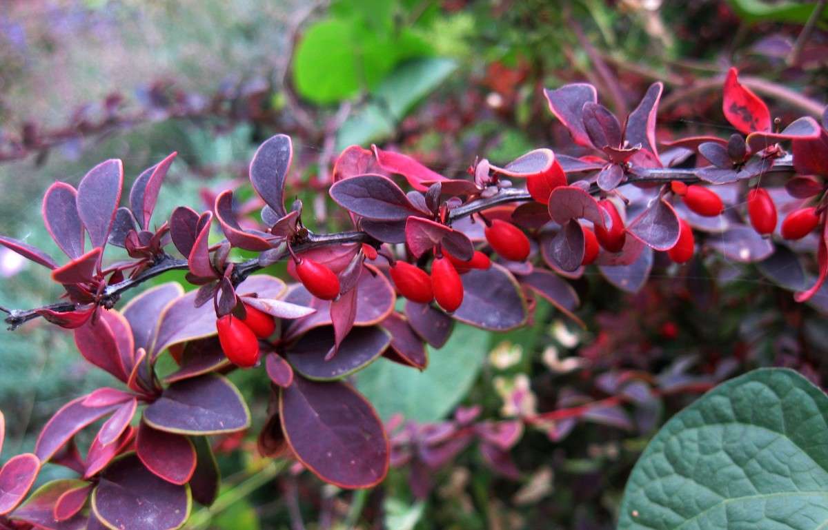 ������ ������...))) ����� Natali  ��������� �� PhotoGeek.ru #������ ��� ������� #����� ��������������