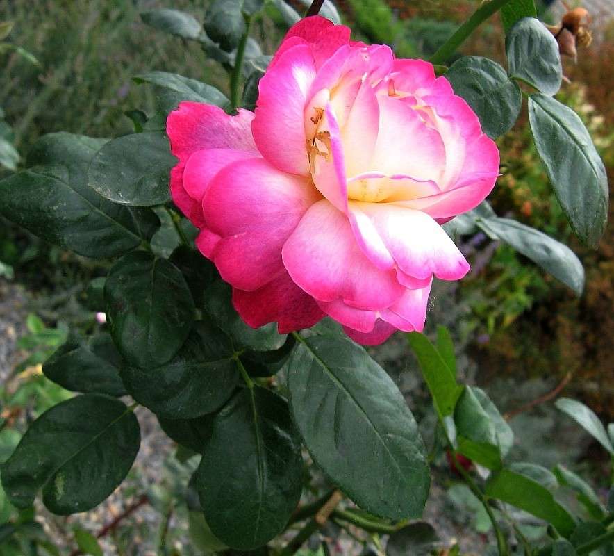 ... ����� Natali  ��������� �� PhotoGeek.ru #������ ��� ������� #����� ��������������