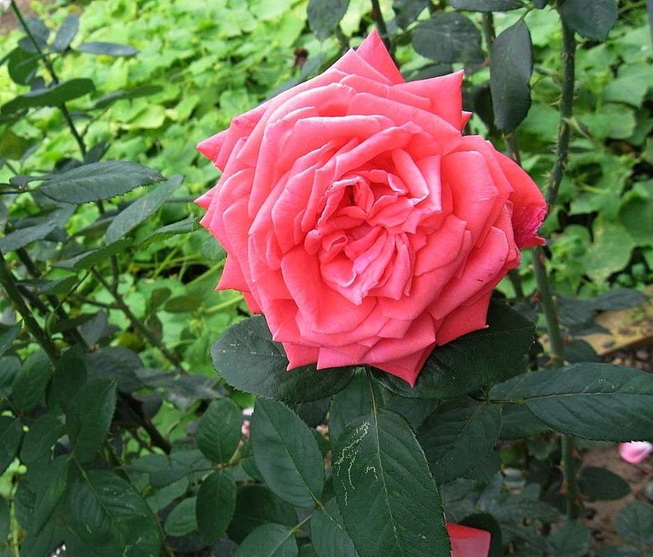 �� ���� �������....))) ����� Natali  ��������� �� PhotoGeek.ru #������ ��� ������� #����� ��������������