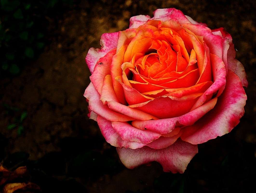 �����...4 ����� Natali  ��������� �� PhotoGeek.ru #������ ��� ������� #����� ��������������