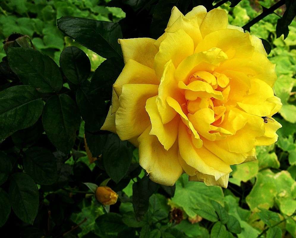 ... ����� Natali  ��������� �� PhotoGeek.ru #������ ��� ������� #����� ��������������