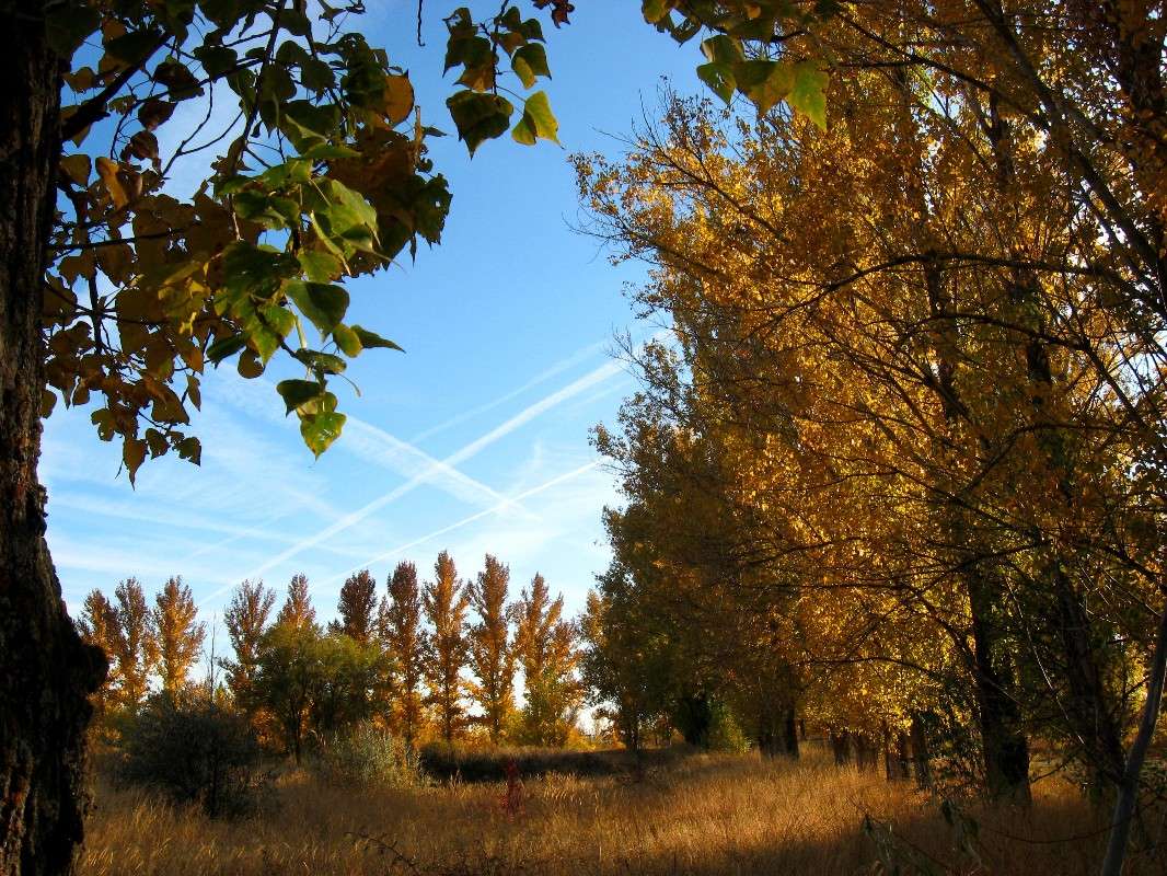 ������� ��������� ...? ))) ����� Natali  ��������� �� PhotoGeek.ru #������ ��� �������