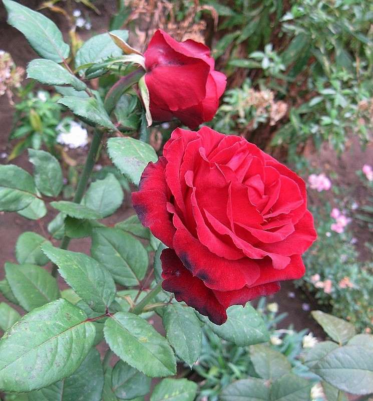 ... ����� Natali  ��������� �� PhotoGeek.ru #������ ��� ������� #����� ��������������