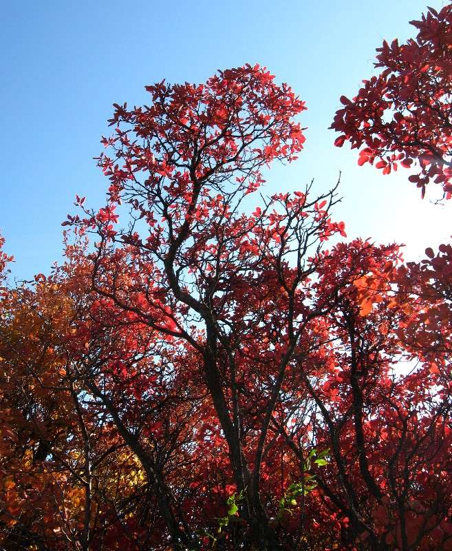 ������� �������....))) ����� Natali  ��������� �� PhotoGeek.ru #������ ��� ������� #����� ��������������