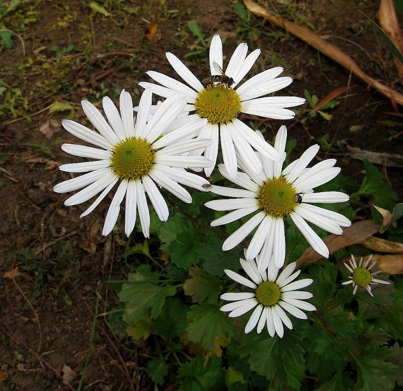 ������� �������...) ����� Natali  ��������� �� PhotoGeek.ru #������ ��� ������� #����� ��������������