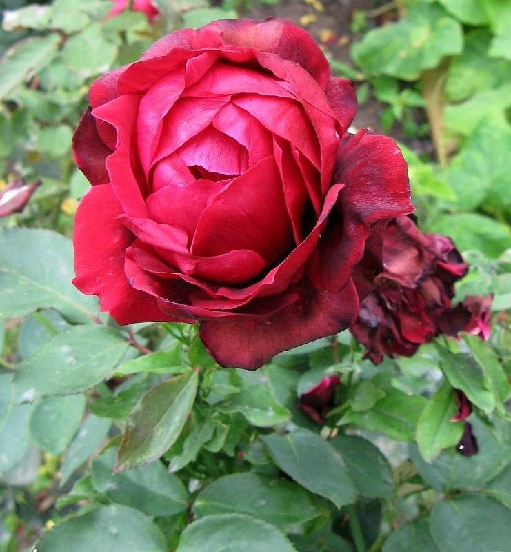 ... ����� Natali  ��������� �� PhotoGeek.ru #������ ��� ������� #����� ��������������