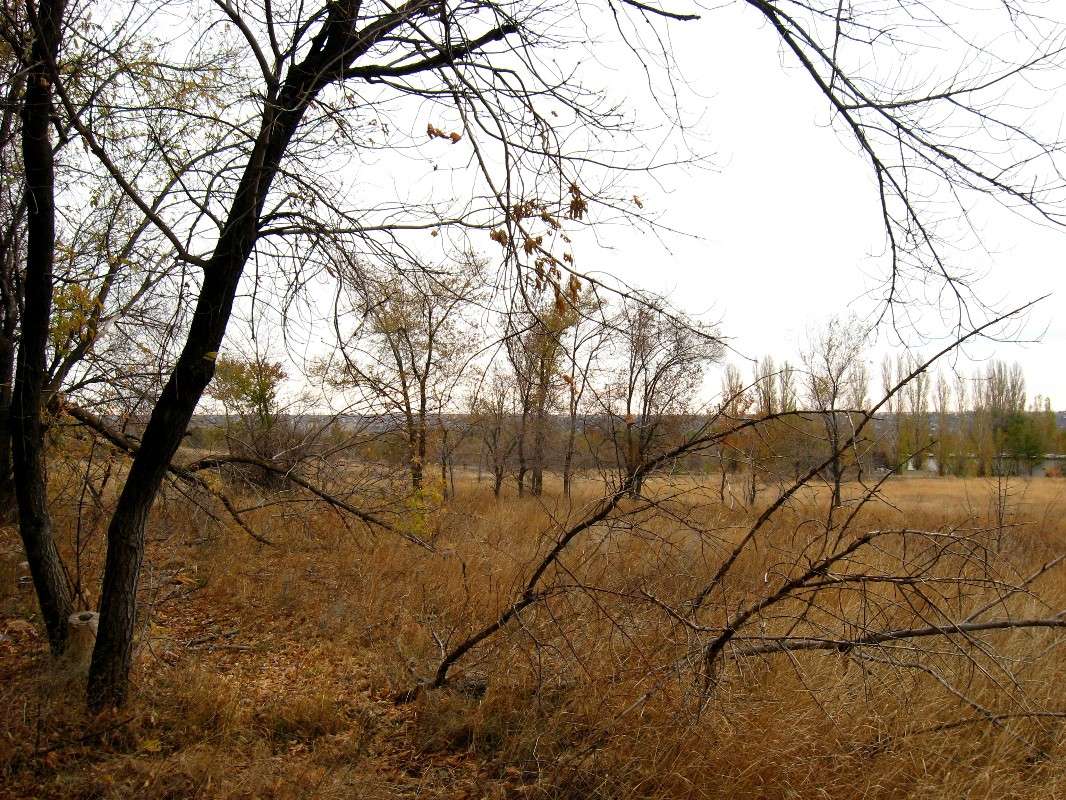 I like the gray November day... ))) ����� Natali  ��������� �� PhotoGeek.ru #������ ��� ������� #����� ��������������