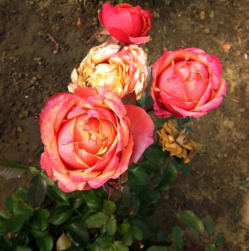 ... ����� Natali  ��������� �� PhotoGeek.ru #������ ��� ������� #����� ��������������