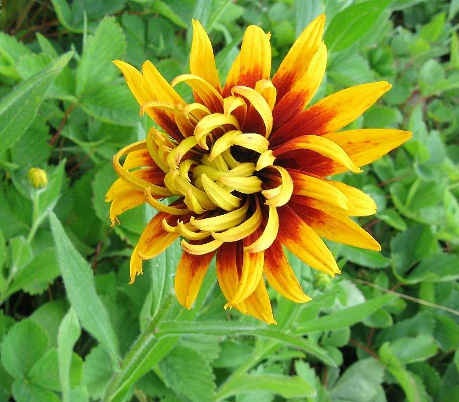 ��� ����� ���������� ....))) ����� Natali  ��������� �� PhotoGeek.ru #����� ��������������