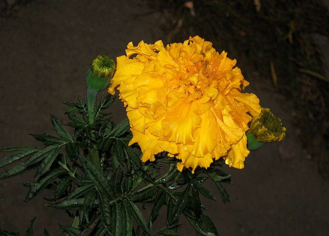 ... ����� Natali  ��������� �� PhotoGeek.ru #������ ��� ������� #����� ��������������