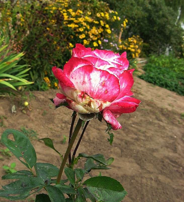 �������... ����� Natali  ��������� �� PhotoGeek.ru #������ ��� ������� #����� ��������������