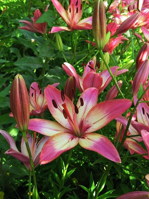 �� ������...) ����� Natali  ��������� �� PhotoGeek.ru #������ ��� ������� #����� ��������������