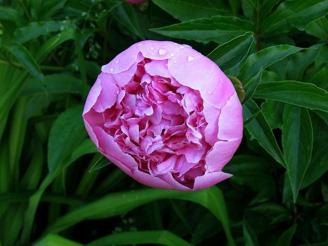 �� ��������...2 ) ����� Natali  ��������� �� PhotoGeek.ru #������ ��� ������� #����� ��������������