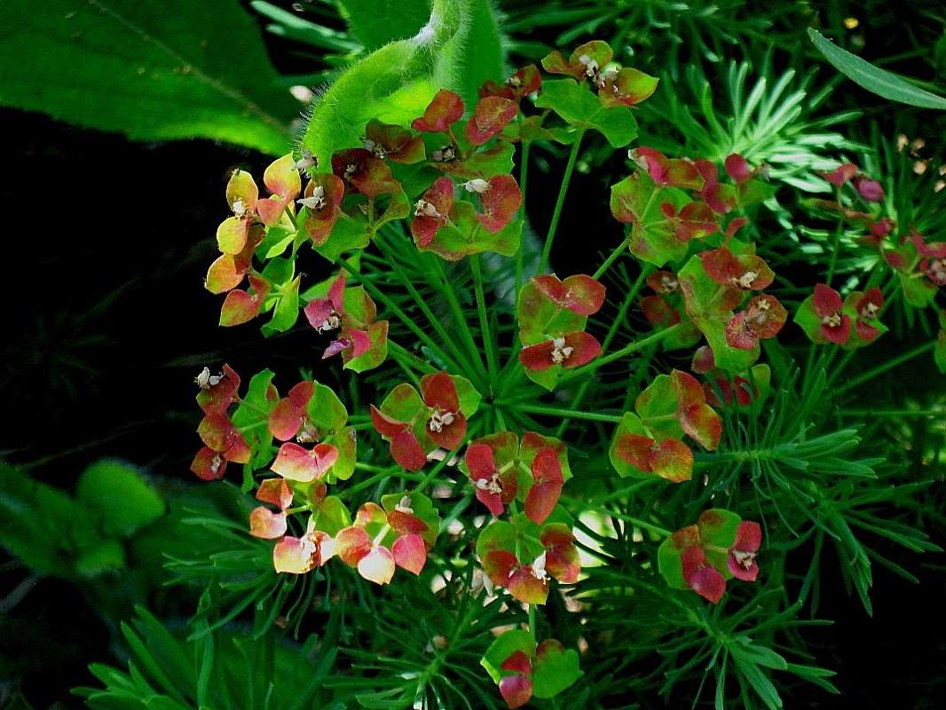 �������� ������������ ...2....) ����� Natali  ��������� �� PhotoGeek.ru #������ ��� ������� #����� ��������������