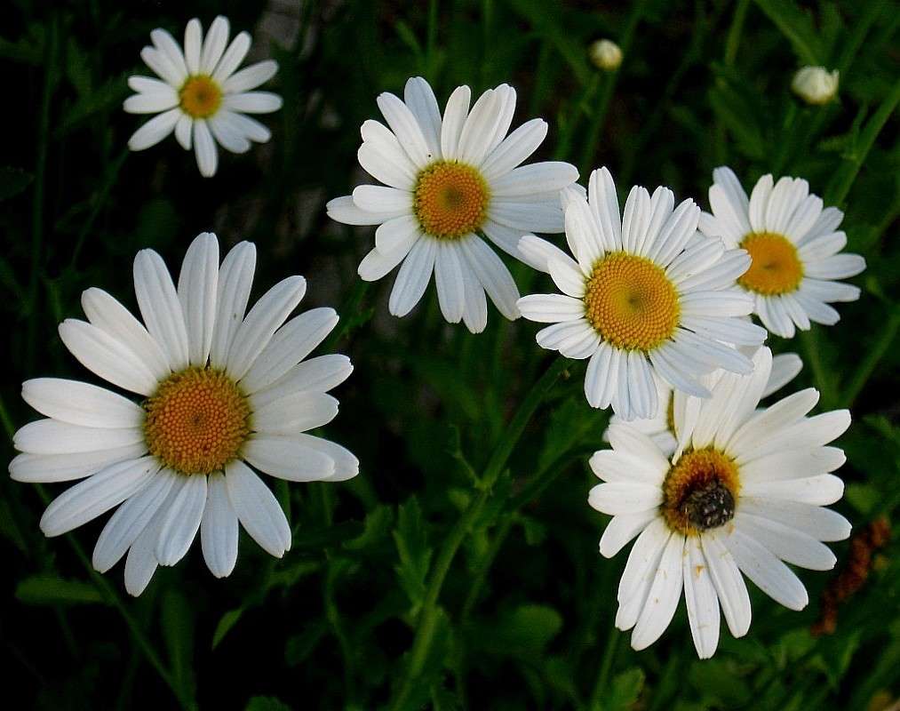 �������� ������������ ...3... ) ����� Natali  ��������� �� PhotoGeek.ru #������ ��� ������� #����� �������������� #����� ��������