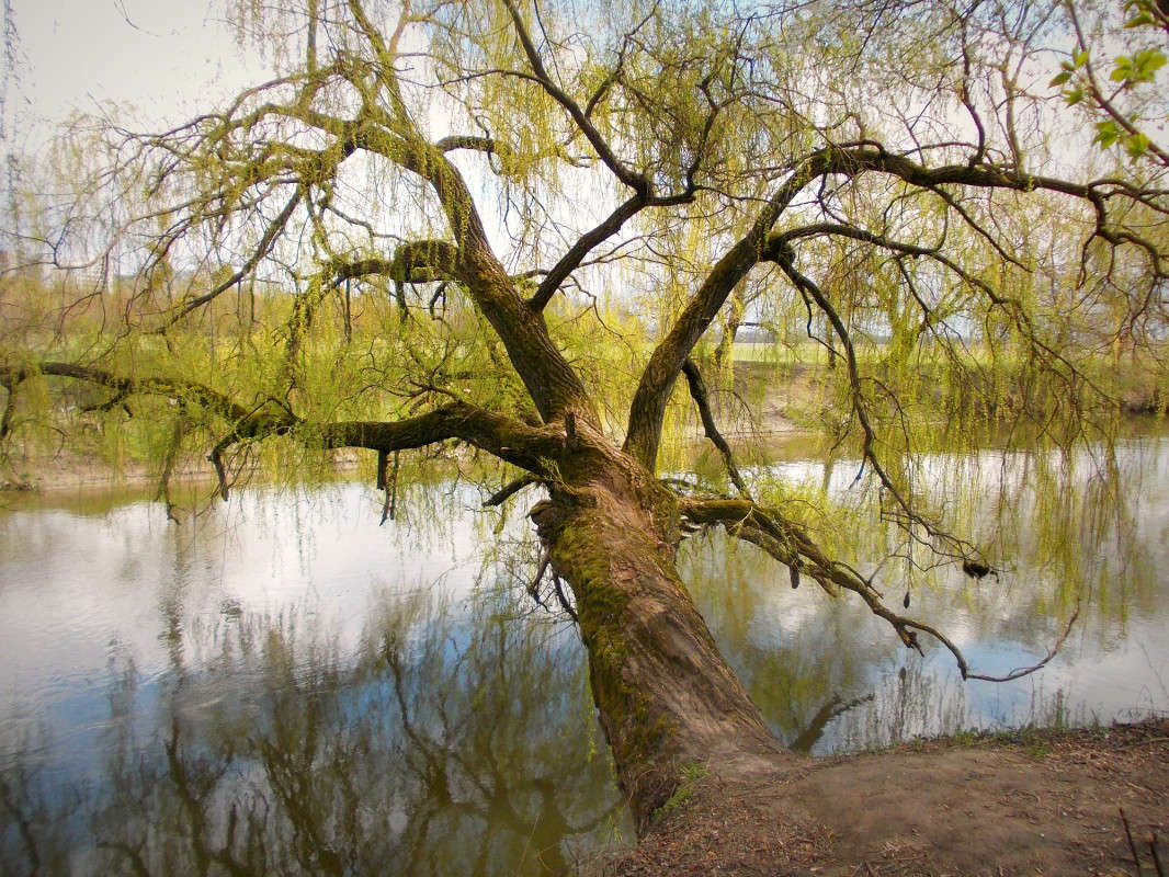 ... ����� ���