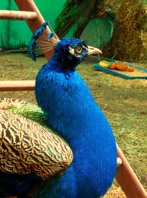 ... ����� ���