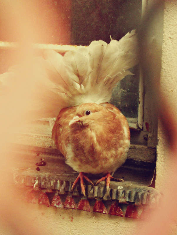 ... ����� ���