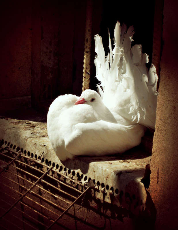 ... ����� ���