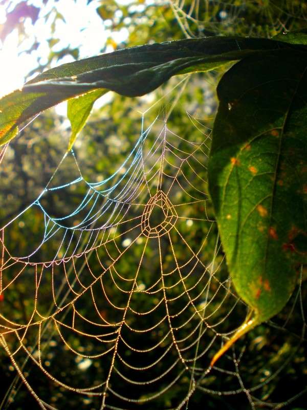 ... ����� ���