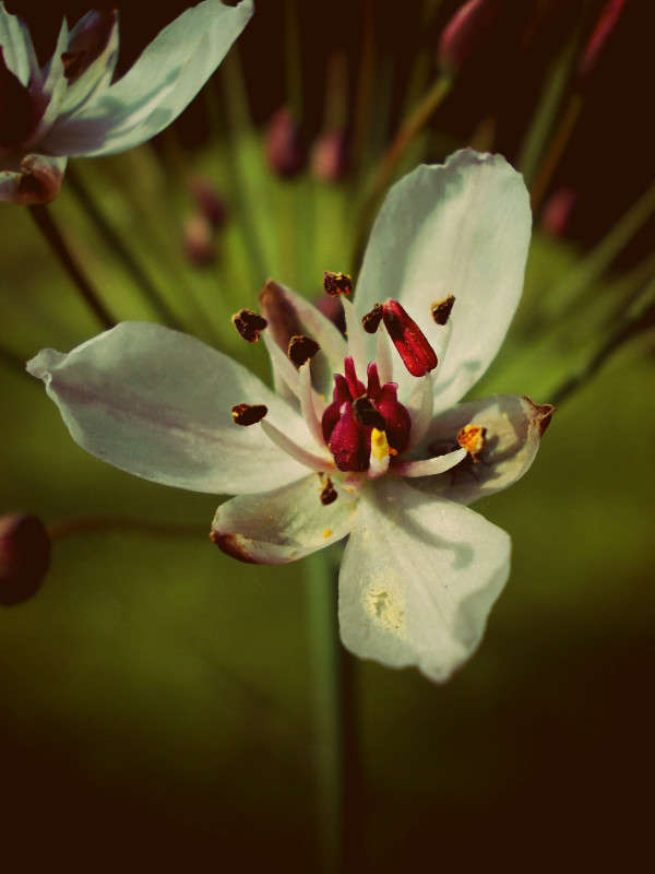 ����� ��������� ����� ���