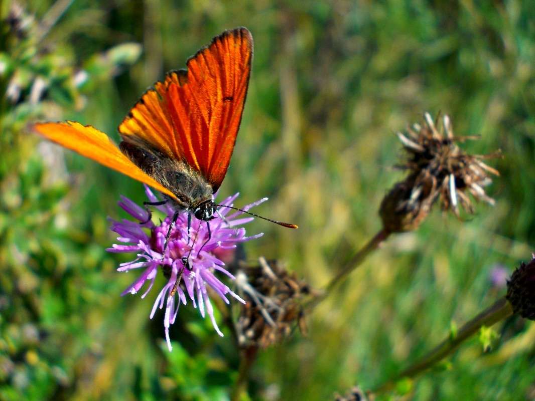 ... ����� ���