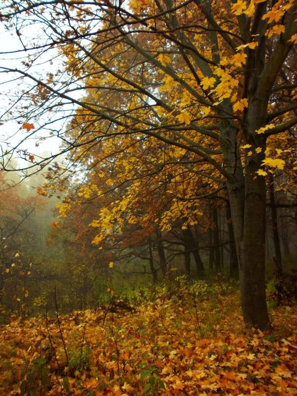 ... ����� ���