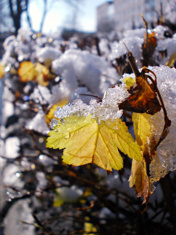 ... ����� ���