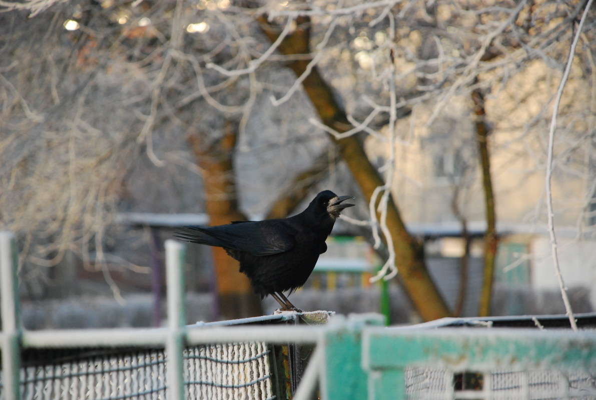 ... ����� ���