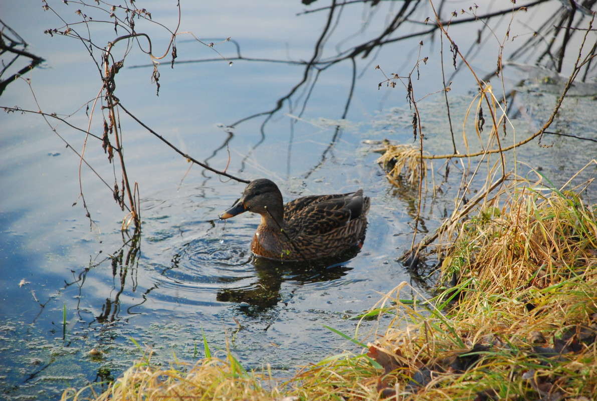 ... ����� ���