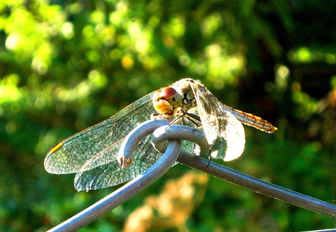 ... ����� ���