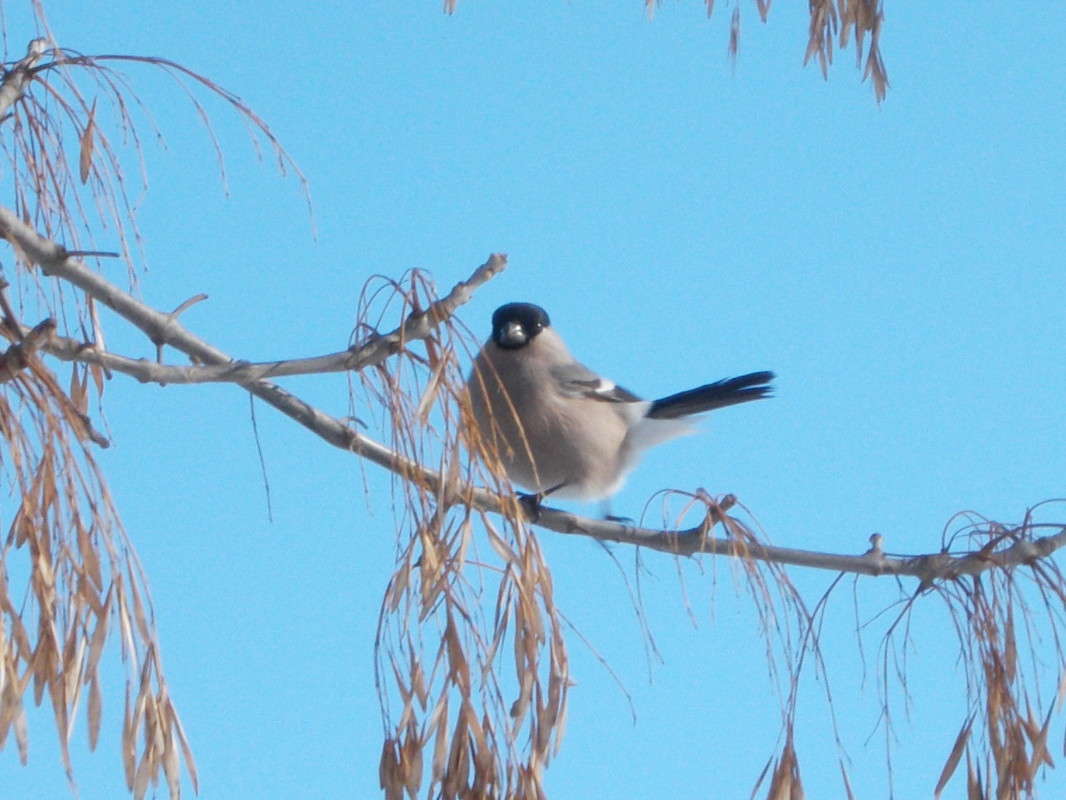 ... ����� ���