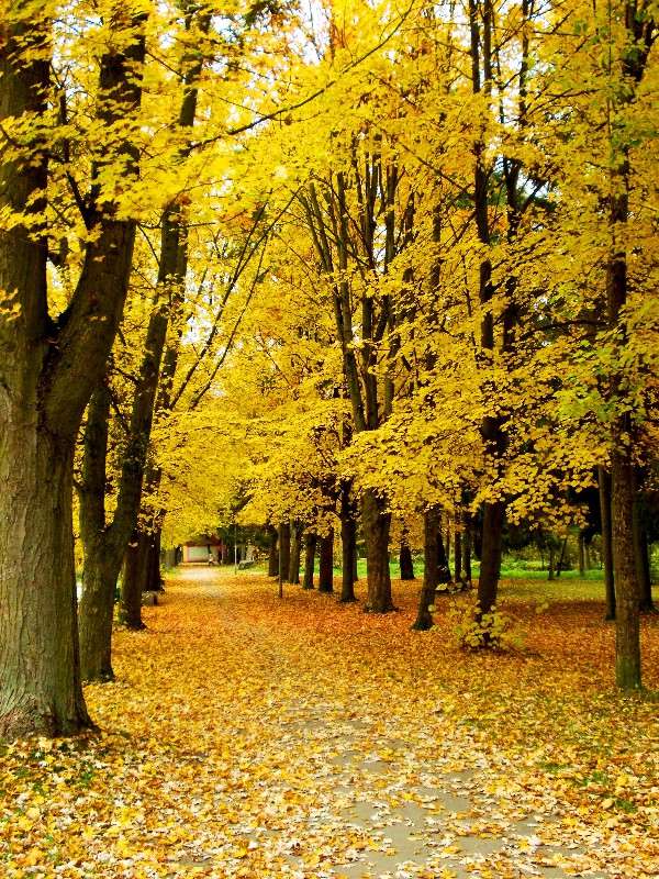 ... ����� ���