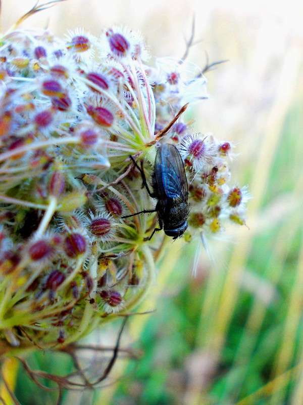 ... ����� ���