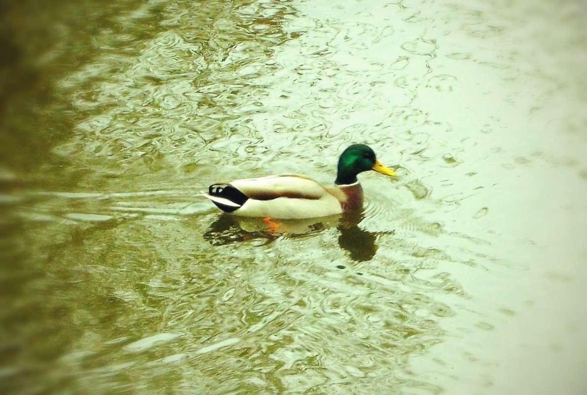 ... ����� ���