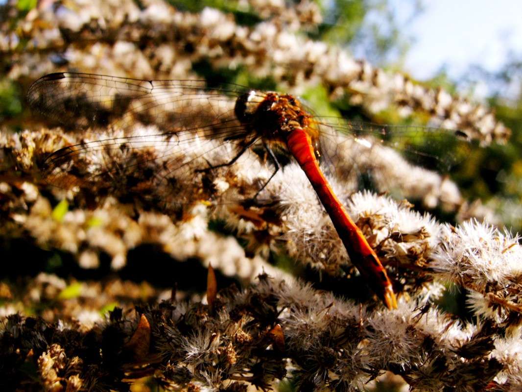 ... ����� ���