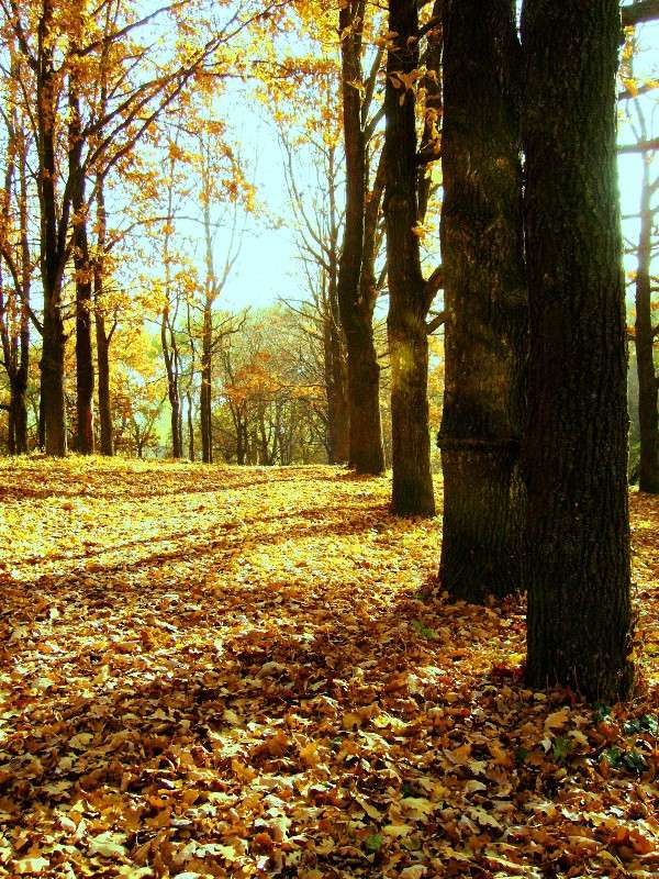 ... ����� ���