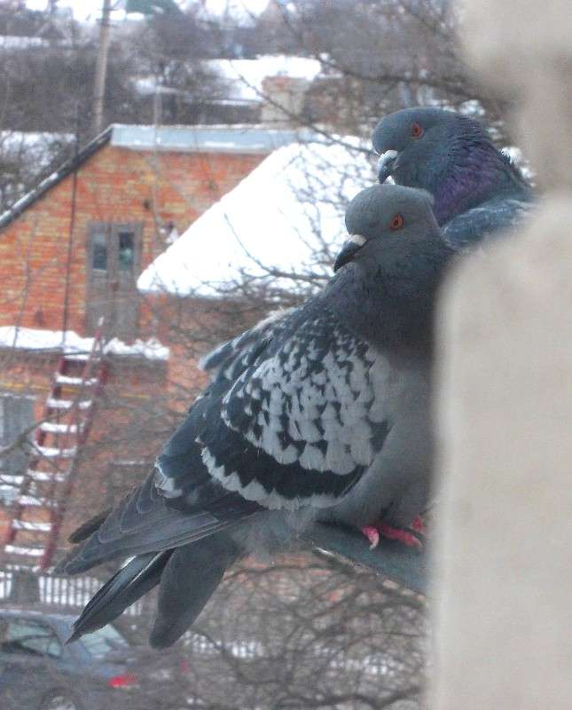 ... ����� ���