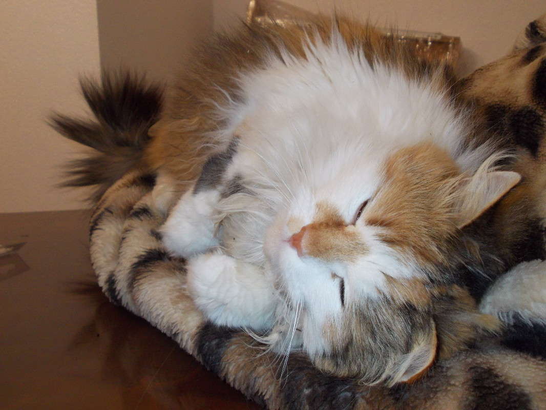 ... ����� ���