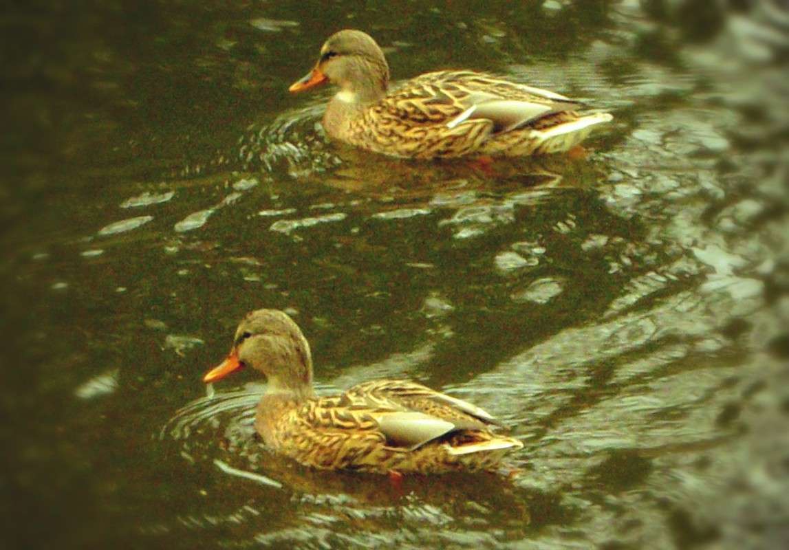 ... ����� ���