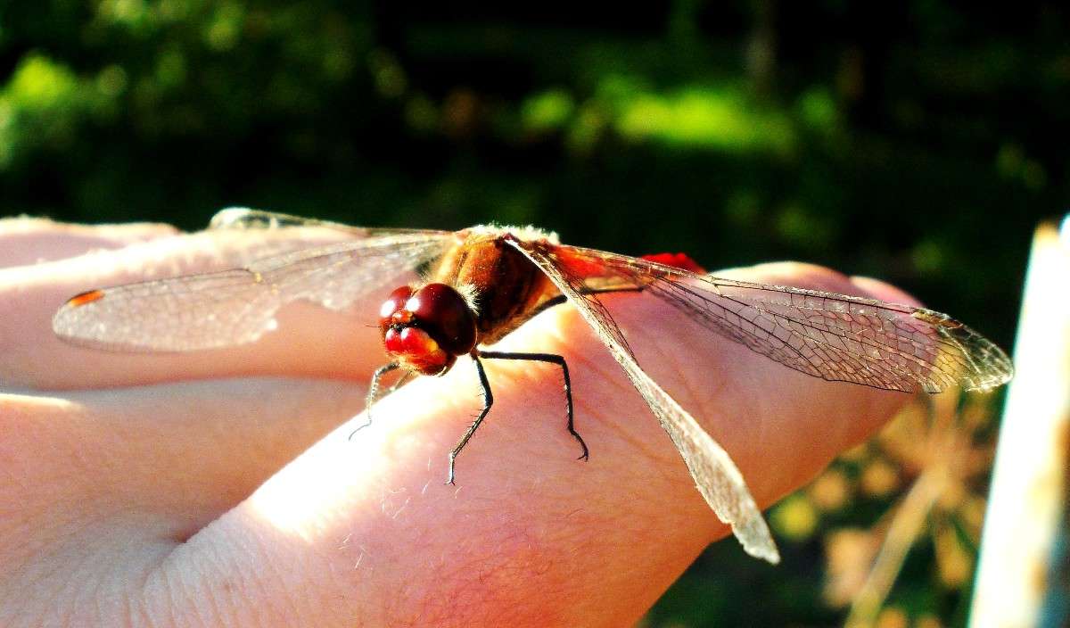 ... ����� ���