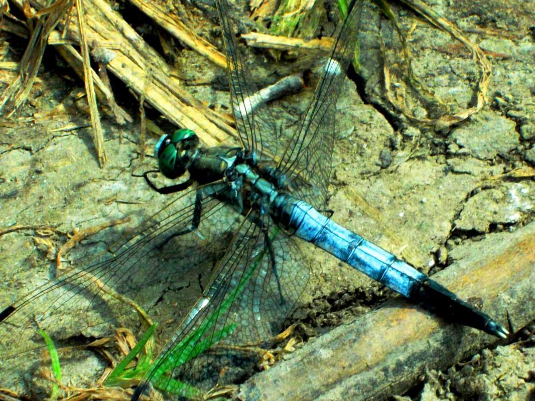 ... ����� ���