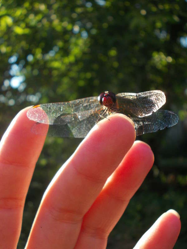 ... ����� ���