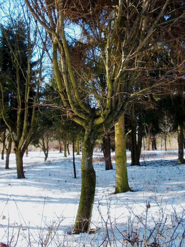 ... ����� ���