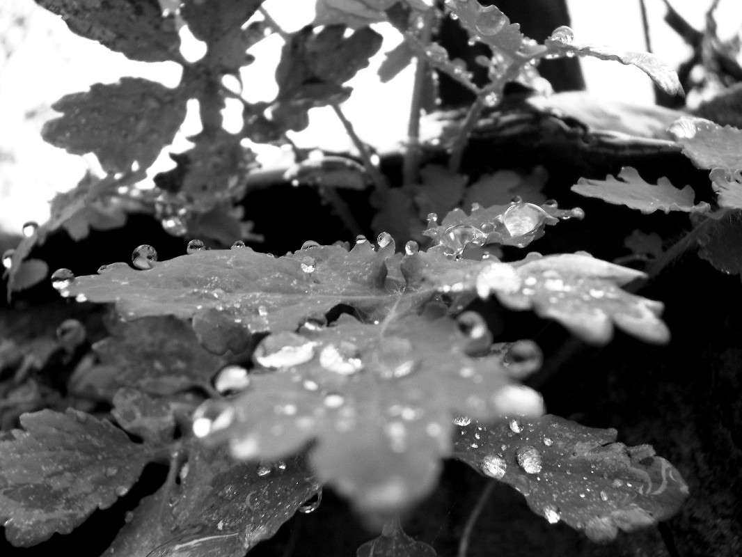 ... ����� ���