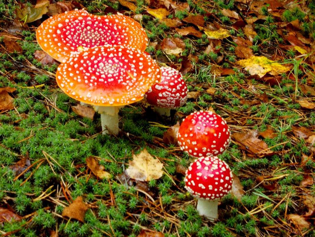 ������� ����� ���