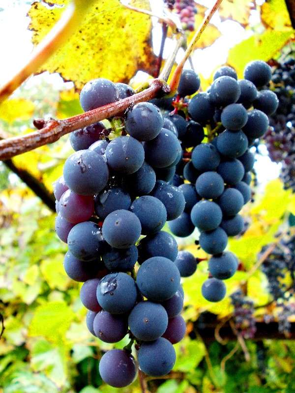 ... ����� ���