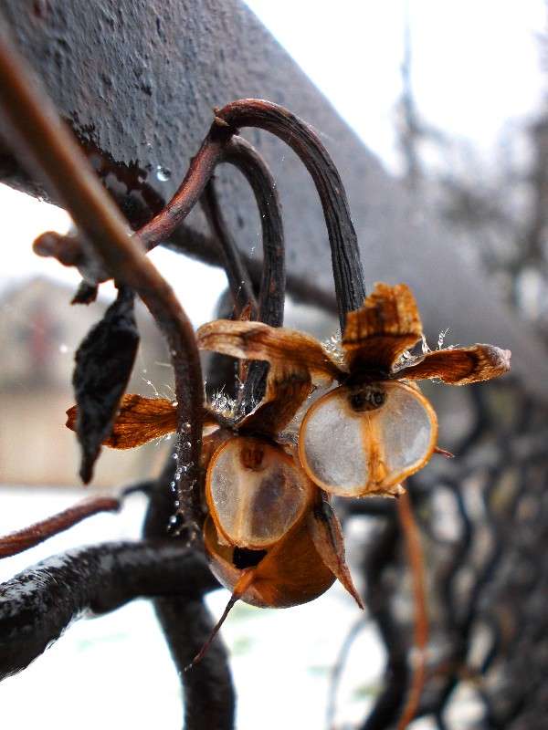 ... ����� ���