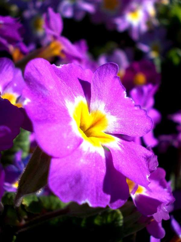 ... ����� ���